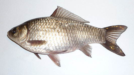 capi fish