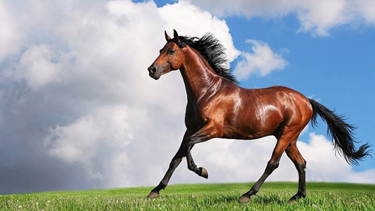 horse