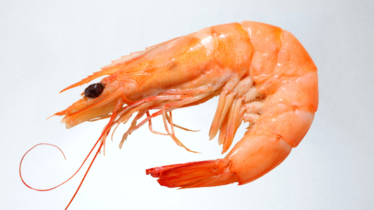 shrimp fish