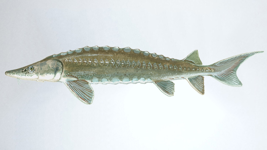 strogen fish